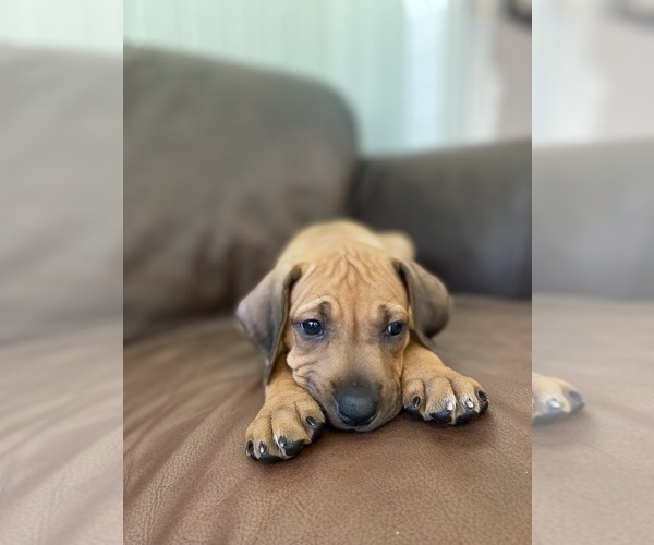 Medium Photo #1 Rhodesian Ridgeback Puppy For Sale in KELLER, TX, USA