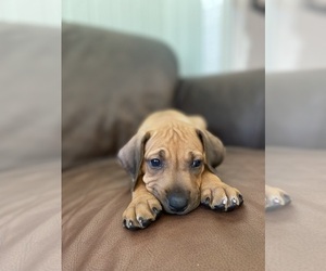 Medium Rhodesian Ridgeback
