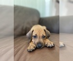 Puppy 1 Rhodesian Ridgeback