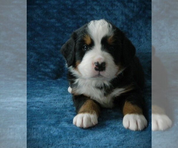 Medium Photo #1 Bernese Mountain Dog Puppy For Sale in CLARE, MI, USA