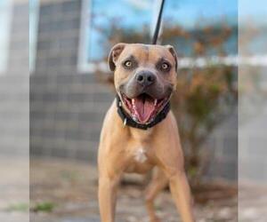 American Pit Bull Terrier-Unknown Mix Dogs for adoption in Waco, TX, USA