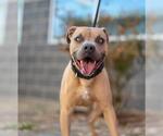 Small American Pit Bull Terrier Mix
