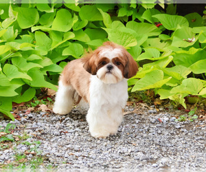 Mother of the Shih Tzu puppies born on 02/07/2026
