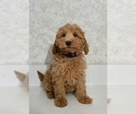 Puppy 7 Labradoodle-Poodle (Miniature) Mix