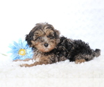 Small Photo #5 YorkiePoo Puppy For Sale in SHILOH, OH, USA
