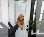Small #1 Golden Retriever