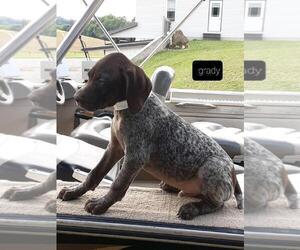 German Shorthaired Pointer Puppy for sale in RAGERSVILLE, OH, USA