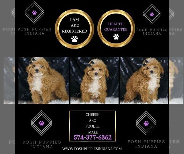 Medium Photo #2 Poodle (Toy) Puppy For Sale in WARSAW, IN, USA