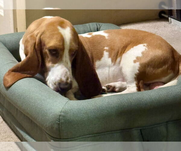 Medium Photo #3 Basset Hound Puppy For Sale in Omaha, NE, USA