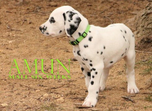 Medium Photo #12 Dalmatian Puppy For Sale in ENID, OK, USA