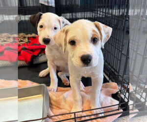 Bulloxer Dogs for adoption in Claremore, OK, USA