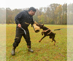 Small #17 Doberman Pinscher