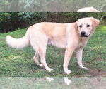 Small Labrador Retriever Mix