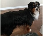 Small Photo #22 Miniature Australian Shepherd Puppy For Sale in BONNERS FERRY, ID, USA