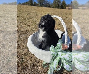 Medium Anatolian Shepherd-Sheepadoodle Mix