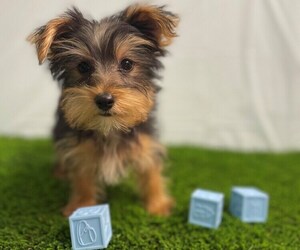 Yorkshire Terrier Puppy for sale in STUART, FL, USA