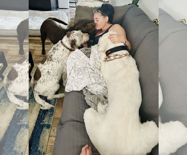 Medium Photo #5 Great Pyrenees Puppy For Sale in Bountiful, UT, USA