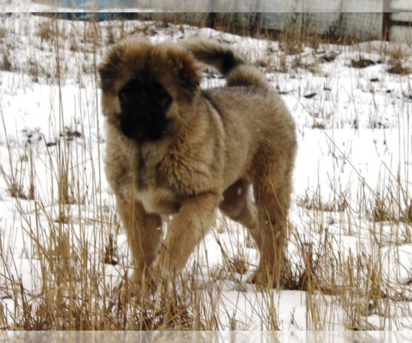 Medium Photo #1 Caucasian Shepherd Dog Puppy For Sale in TWINING, MI, USA