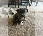 Small #2 American Staffordshire Terrier