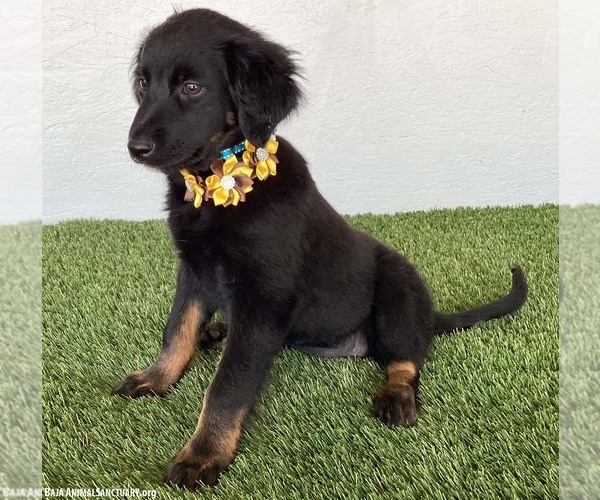 Medium Photo #4 Mutt Puppy For Sale in San Diego, CA, USA