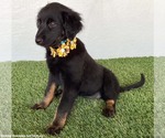 Small #3 Mutt