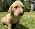 Puppy Leo Labrador Retriever