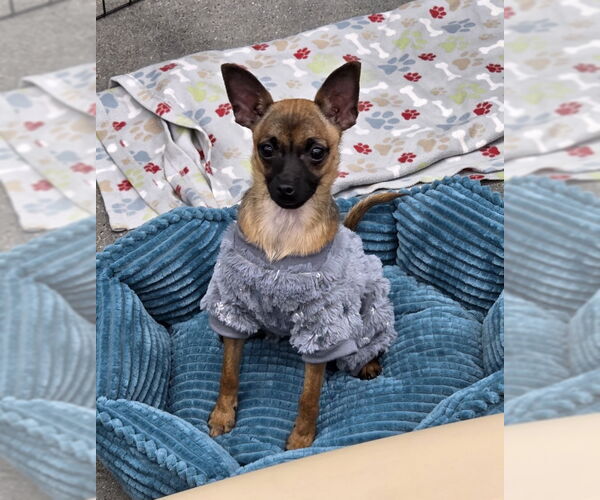 Medium Photo #1 Chihuahua Puppy For Sale in Wyoming, MI, USA