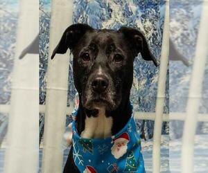 Borador Dogs for adoption in Sanford, FL, USA