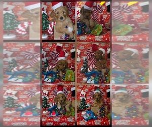 Goldendoodle Puppy for sale in FORT WAYNE, IN, USA