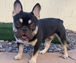 Small Photo #2 French Bulldog Puppy For Sale in HENDERSON, NV, USA