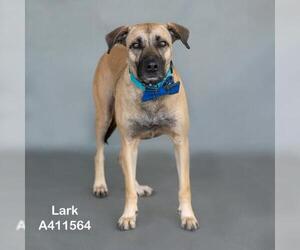 LARK - Male Black Mouth Cur-Unknown Mix Dog for Adoption - Photo #2