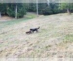 Small Photo #6 Goldendoodle-Labrador Retriever Mix Puppy For Sale in OAKVILLE, WA, USA