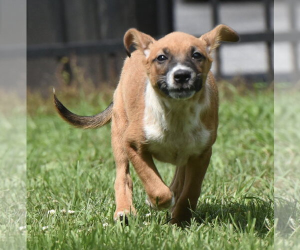 Medium Photo #6 Mutt Puppy For Sale in Mechanicsburg, PA, USA