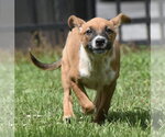 Small #5 Mutt
