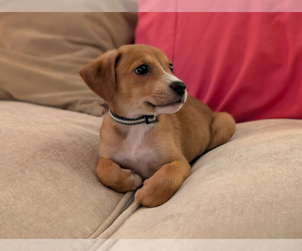 Medium Photo #1 American Pit Bull Terrier-Unknown Mix Puppy For Sale in Holly Springs, NC, USA