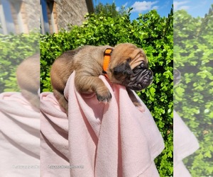 Cane Corso Puppy for sale in CAMBY, IN, USA