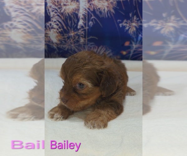 Medium Photo #5 Yorkipoo Puppy For Sale in AZLE, TX, USA