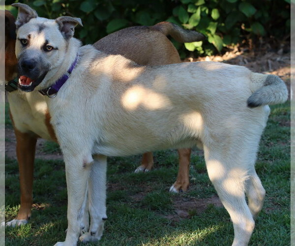 Medium Photo #5 Anatolian Shepherd-Unknown Mix Puppy For Sale in Newfoundland, PA, USA