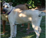 Small #4 Anatolian Shepherd Mix