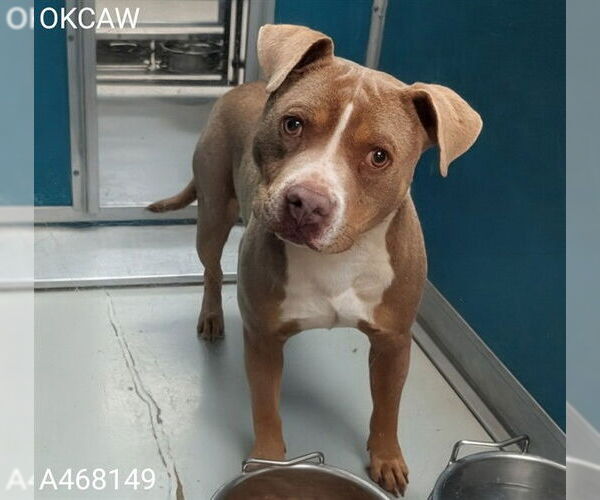 Medium Photo #1 Mutt Puppy For Sale in Oklahoma City, OK, USA