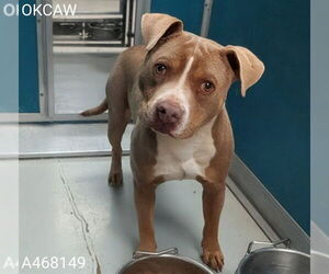 Mutt Dogs for adoption in Oklahoma City, OK, USA