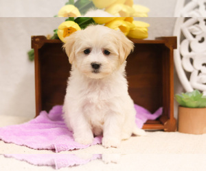 Havanese Dog for Adoption in SYRACUSE, Indiana USA