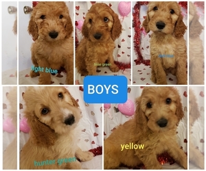 Irish Doodle Puppy for sale in ORANGE, TX, USA