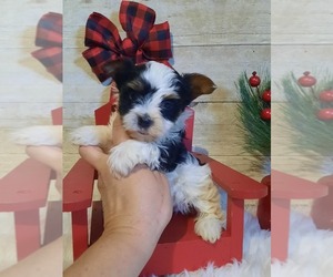 Yorkshire Terrier Puppy for sale in BRKN BOW, OK, USA