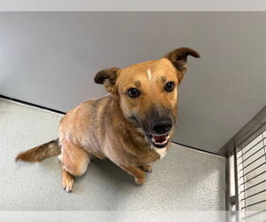 German Shepherd Dog Dogs for adoption in San Clemente, CA, USA