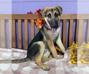 Mutt Dogs for adoption in Genesee, WI, USA