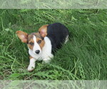 Small Photo #1 Pembroke Welsh Corgi Puppy For Sale in CRAIG, CO, USA