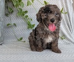 Small #3 Poodle (Toy)