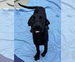 Small #1 Great Dane Mix