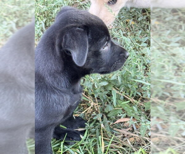 Medium Photo #5 Labrador Retriever-Unknown Mix Puppy For Sale in MIDWAY, UT, USA